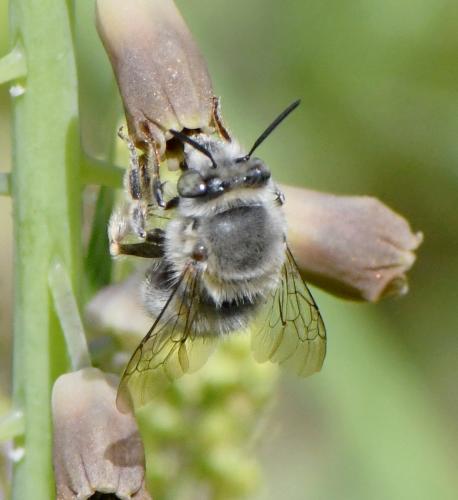 Anthophora salviae